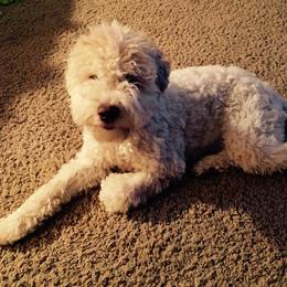 Lagotto Romagnolo All Grown Up from Yellow Brick Road Lagotto Romagnolo