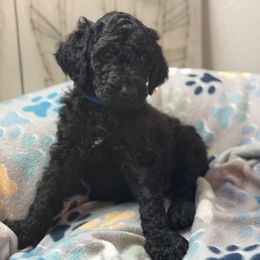 Goldendoodle Puppies from Daisy’s Doodles