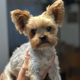 Scooby - Yorkshire Terrier