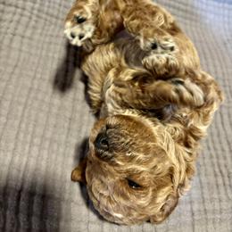 Cavapoo, Cockapoo, Goldendoodle, and Maltipoo Puppies from Perdue Puppies
