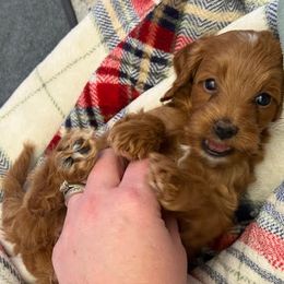 Cavapoo Puppies from AZ Cavapoos