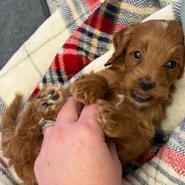 Cavapoo Puppies from AZ Cavapoos
