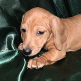 Dachshunds from Hurricane Creek