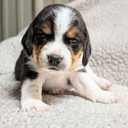 Female 2 - Black tan and white female Beagle puppy in Baltimore, Maryland from Country Acres Farm