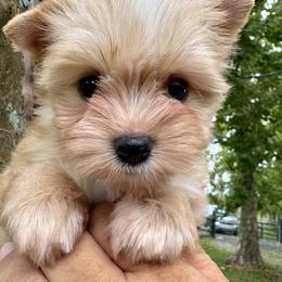 Rico - Chocolate tan and white male Biewer Terrier puppy in Bunnell, Florida from Royal Biewer and Royal Aussies