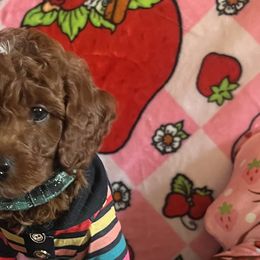 Assorted Doodle Crosses, Maltese, and Poodles from House of Poodles