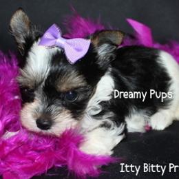 Tiny AKC Prada - Black tan and white female Biewer Terrier puppy in Kennesaw, Georgia from Dreamy Pups