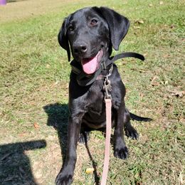Kimber - Labrador Retriever