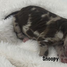 Boy 4 - Goldendoodle puppy in Franklin, Tennessee from Hey Doodle Doodle