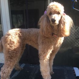 Poodles from Shab's Standard Poodle