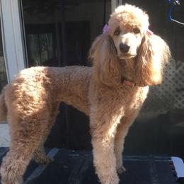 Poodles from Shab's Standard Poodle