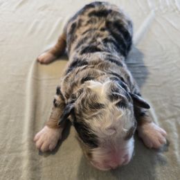 Girl 3 - Blue merle female Bernedoodle puppy in Lititz, Pennsylvania from Sleepy Hollow Acres