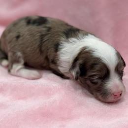 Teal collar - Blue merle female Aussiedoodle puppy in 32046, Florida from River Hill Ranch