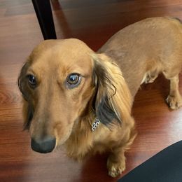 Gunnar - Dachshund