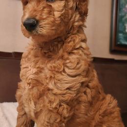 Poodles from Leah's Standard Poodles