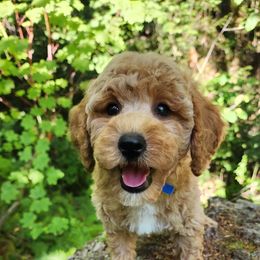 Cavapoo, Maltese, Maltipoo, and Poodle Puppies from Mt.BakerPoodles&Doodles