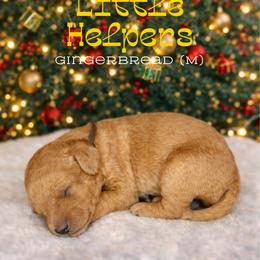 Gingerbread - Apricot male Goldendoodle puppy in Houston, Texas from Golden Life Doodles