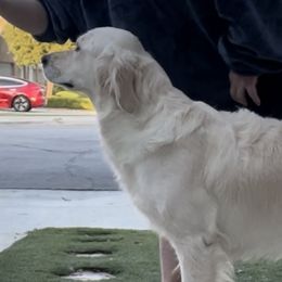 Daisy - Golden Retriever