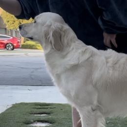 Daisy - Golden Retriever