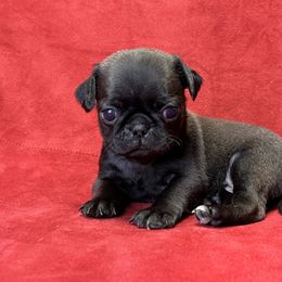 Girl 3 - Black Pug puppy in Greeneville, Tennessee from Bear Mountain Farms