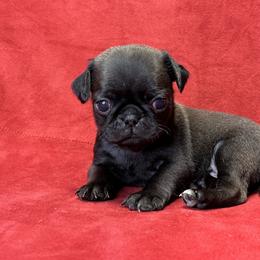 Girl 3 - Black Pug puppy in Greeneville, Tennessee from Bear Mountain Farms