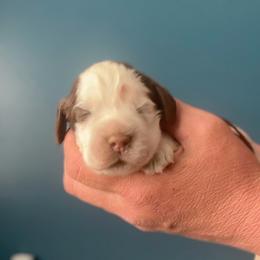 Kerfuffle - Liver white and roan male English Springer Spaniel puppy in Tupalo, Mississippi from Butterfield Trail Farm