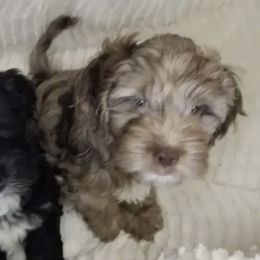 Cockapoos from Cockapoos Are Us
