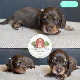 Mint collar 2900 - Black and tan male Dachshund puppy in Texarkana, Arkansas from Dogwood Acre Dachshunds