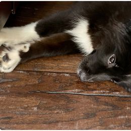 Australian Shepherd and Miniature Australian Shepherd Puppies from Integrity Aussies Tx