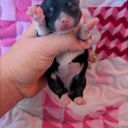 Mia - Black and white female Chihuahua puppy in Amity, Pennsylvania from Baxters Chihuahuas