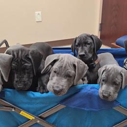 Great Dane puppies from Timeless Danes