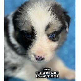 Nash - Blue merle male Australian Shepherd puppy in Bethany, Connecticut from Wynter Thyme Manor Australian shepherds