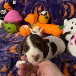 Remington - Chocolate and tan male Dachshund puppy in Erie, Michigan from Champagne’s Grinch Toe’d Dachshunds