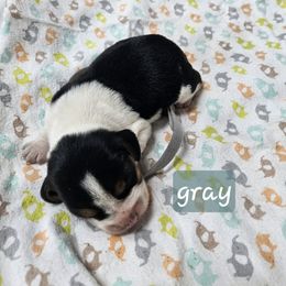Gray boy - Blue tan and white male Beagle puppy in Lore City, Ohio from Loves Kennel
