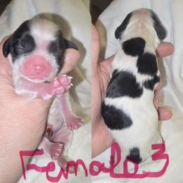Girl 3 - Black and white female Cocker Spaniel puppy in Greensboro, North Carolina from Cochran Spaniels