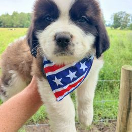 Roosevelt - Brown and white male Saint Bernard puppy in Kinsman, Ohio from Coleman Saint Bernards of Ohio