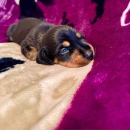 Monarch - Black and tan female Dachshund puppy in Nampa, Idaho from 208 Wiener Wiggle Butts LLC
