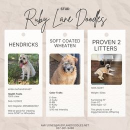 Hendricks - Soft Coated Wheaten Terrier