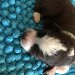 Miniature Australian Shepherd Puppies from Copper Line Aussies