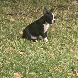 Boston Terrier Puppies from Daddy Daughter’s Boston Terrier’s