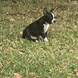 Boston Terrier Puppies from Daddy Daughter’s Boston Terrier’s