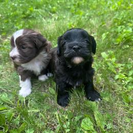 Raven - Black female Havanese puppy in Chaska, Minnesota from Happy Paws Havanese