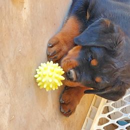 Rottweiler Puppies from Gottlïchen Rottweilers