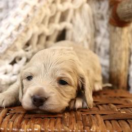 Wynonna - Cream female Dachshund puppy in Nolensville, Tennessee from Boothe’s Dachshunds