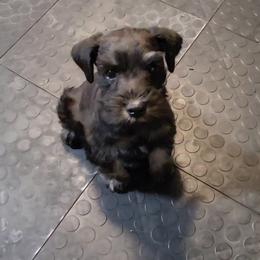 Zac AKC - Black male Miniature Schnauzer puppy in Las Vegas, Nevada from Byrd's House
