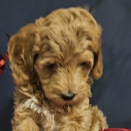 Goldendoodles from Faithfully Doodles