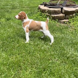 Brittany Puppies from Masterpiece Brittanys