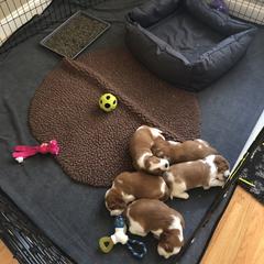 Welsh Springer Spaniel Puppies from Renascent Welsh Springer Spaniels
