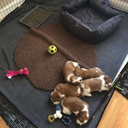Welsh Springer Spaniel Puppies from Renascent Welsh Springer Spaniels