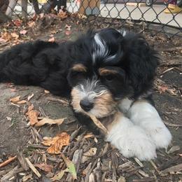 Bernedoodle, Goldendoodle, and Sheepadoodle Puppies from Country Meadow Doodles